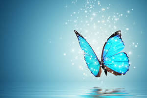 Borboleta
